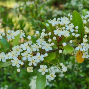 Pyracantha crenulata at Isaacs, ACT - 23 Nov 2022 04:01 PM