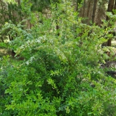 Pyracantha crenulata at Isaacs, ACT - 23 Nov 2022 04:01 PM