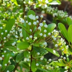 Pyracantha crenulata at Isaacs, ACT - 23 Nov 2022 04:01 PM