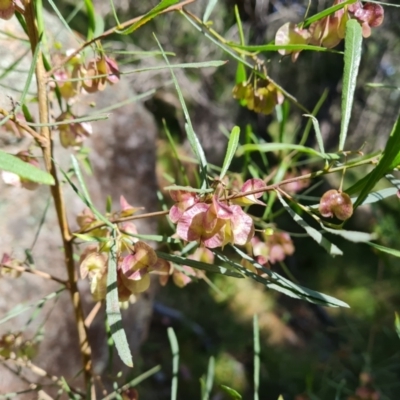 Dodonaea viscosa (Hop Bush) at Isaacs Ridge - 23 Nov 2022 by Mike