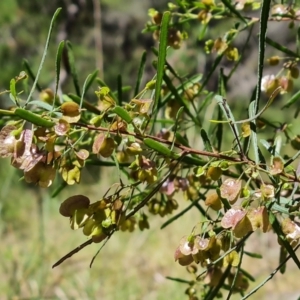 Dodonaea viscosa at Isaacs, ACT - 23 Nov 2022