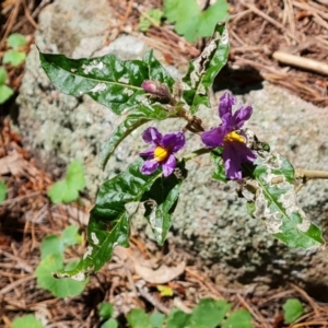 Solanum cinereum at Isaacs, ACT - 23 Nov 2022 03:15 PM