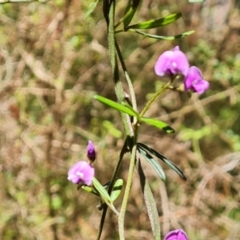 Glycine clandestina (Twining Glycine) at Isaacs, ACT - 23 Nov 2022 by Mike