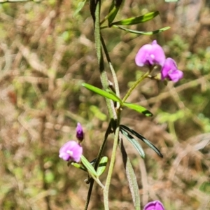 Glycine clandestina at Isaacs, ACT - 23 Nov 2022