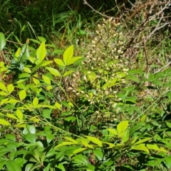 Nandina domestica (Sacred Bamboo) at Isaacs Ridge - 23 Nov 2022 by Mike