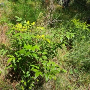 Nandina domestica at Isaacs, ACT - 23 Nov 2022