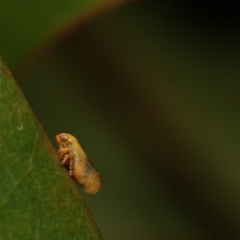 Cicadellidae (family) (Unidentified leafhopper) at Murrumbateman, NSW - 20 Nov 2022 by amiessmacro
