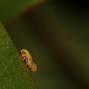 Cicadellidae (family) at Murrumbateman, NSW - 20 Nov 2022 11:35 AM