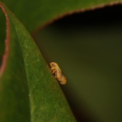 Cicadellidae (family) at Murrumbateman, NSW - 20 Nov 2022