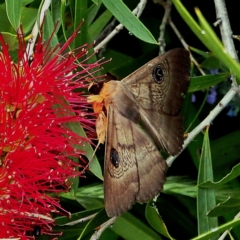 Dasypodia selenophora (Southern old lady moth) at Crooked Corner, NSW - 29 Nov 2016 by Milly