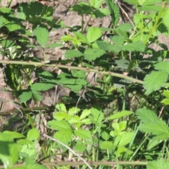 Rubus anglocandicans (Blackberry) at Chisholm, ACT - 15 Oct 2022 by michaelb