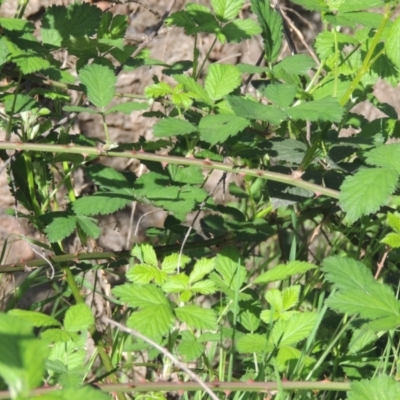 Rubus anglocandicans (Blackberry) at Chisholm, ACT - 15 Oct 2022 by MichaelBedingfield