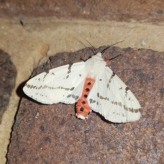 Ardices canescens (Dark-spotted Tiger Moth) at Kambah, ACT - 23 Nov 2022 by MatthewFrawley