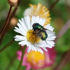 Lucilia sp. (genus) (A blowfly) at Wodonga, VIC - 23 Nov 2022 by KylieWaldon