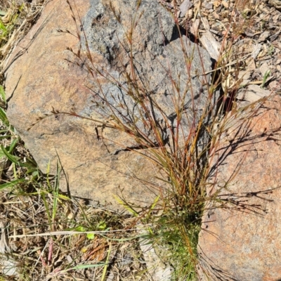 Juncus bufonius (Toad Rush) at Sth Tablelands Ecosystem Park - 24 Nov 2022 by galah681