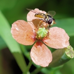 Simosyrphus grandicornis (Common hover fly) at Wodonga, VIC - 23 Nov 2022 by KylieWaldon