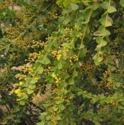 Acacia pravissima (Wedge-leaved Wattle, Ovens Wattle) at Weetangera, ACT - 29 Aug 2022 by pinnaCLE