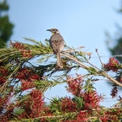 Philemon citreogularis (Little Friarbird) at North Albury, NSW - 18 Nov 2022 by Darcy