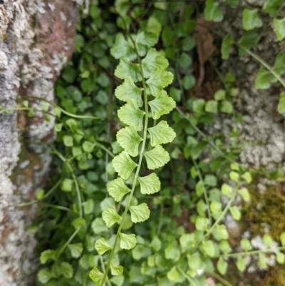 Asplenium flabellifolium (Necklace Fern) at Table Top, NSW - 19 Nov 2022 by Darcy