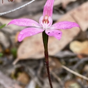 Caladenia fuscata at Acton, ACT - 21 Oct 2021