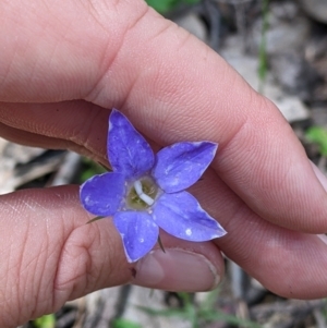 Wahlenbergia stricta subsp. alterna at suppressed - 24 Nov 2022