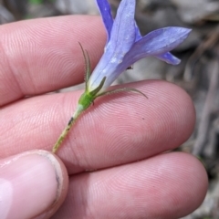 Wahlenbergia stricta subsp. alterna at suppressed - 24 Nov 2022