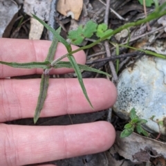 Wahlenbergia stricta subsp. alterna at suppressed - 24 Nov 2022