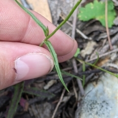 Wahlenbergia stricta subsp. alterna at suppressed - 24 Nov 2022