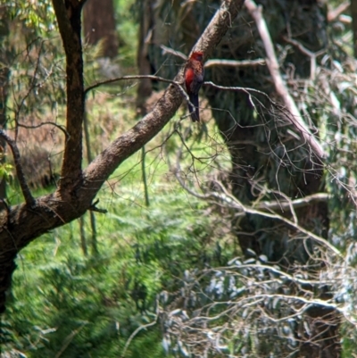 Platycercus elegans (Crimson Rosella) at Woomargama, NSW - 24 Nov 2022 by Darcy