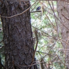 Petroica boodang (Scarlet Robin) at Woomargama, NSW - 24 Nov 2022 by Darcy