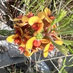 Dillwynia sericea at Aranda, ACT - 24 Nov 2022