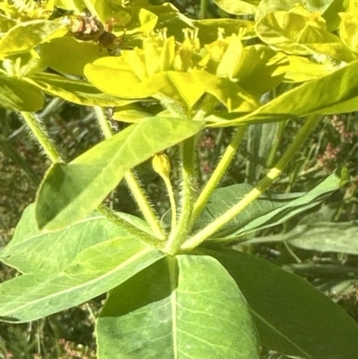 Euphorbia oblongata (Egg-leaf Spurge) at Aranda, ACT - 24 Nov 2022 by lbradley