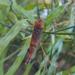 Conoeca or Lepidoscia (genera) IMMATURE (Unidentified Cone Case Moth larva, pupa, or case) at Kambah, ACT - 24 Nov 2022 by MatthewFrawley