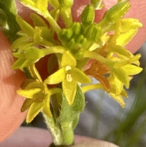 Pimelea curviflora var. sericea at Cook, ACT - 24 Nov 2022