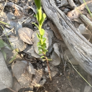 Pimelea curviflora var. sericea at Cook, ACT - 24 Nov 2022