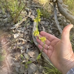 Pimelea curviflora var. sericea at Cook, ACT - 24 Nov 2022