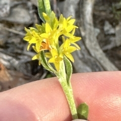 Pimelea curviflora var. sericea at Cook, ACT - 24 Nov 2022