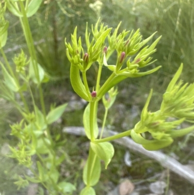 Centaurium erythraea (Common Centaury) at Cook, ACT - 24 Nov 2022 by lbradley