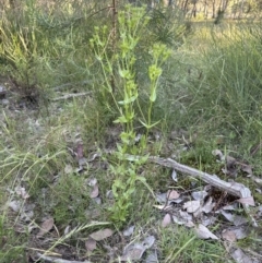 Centaurium erythraea at Cook, ACT - 24 Nov 2022