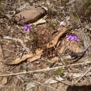 Swainsona sericea at Dairymans Plains, NSW - 23 Nov 2022