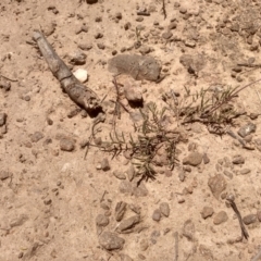 Swainsona sericea at Dairymans Plains, NSW - 23 Nov 2022