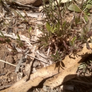 Swainsona sericea at Dairymans Plains, NSW - 23 Nov 2022