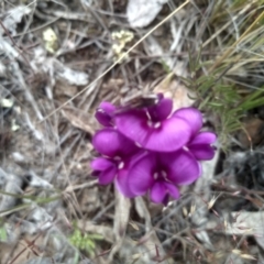 Swainsona sericea at Dairymans Plains, NSW - 23 Nov 2022