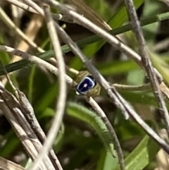 Maratus hesperus at Mount Clear, ACT - 24 Nov 2022