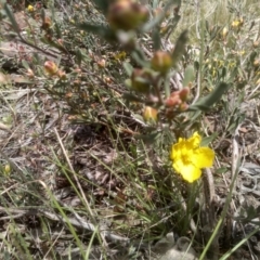 Hibbertia obtusifolia (Grey Guinea-flower) at Dairymans Plains, NSW - 23 Nov 2022 by mahargiani