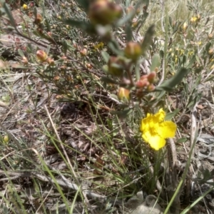 Hibbertia obtusifolia at Dairymans Plains, NSW - 23 Nov 2022 01:22 PM