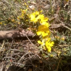 Hibbertia obtusifolia at Dairymans Plains, NSW - 23 Nov 2022 01:22 PM