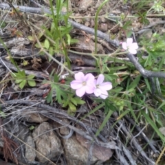 Geranium potentilloides var. potentilloides (Downy Geranium) at Dairymans Plains, NSW - 23 Nov 2022 by mahargiani