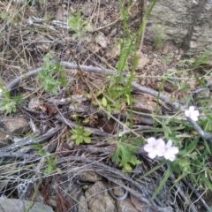 Geranium potentilloides var. potentilloides at Dairymans Plains, NSW - 23 Nov 2022 01:31 PM