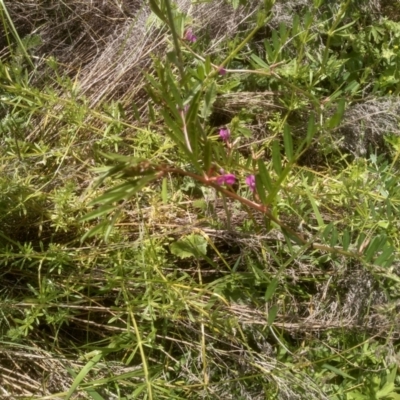 Vicia sativa (Common Vetch) at Dairymans Plains, NSW - 23 Nov 2022 by mahargiani